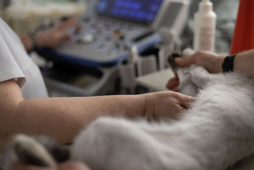 Formació en ecografia veterinària: sonda ecogràfica sobre l'abdomen d'una mascota